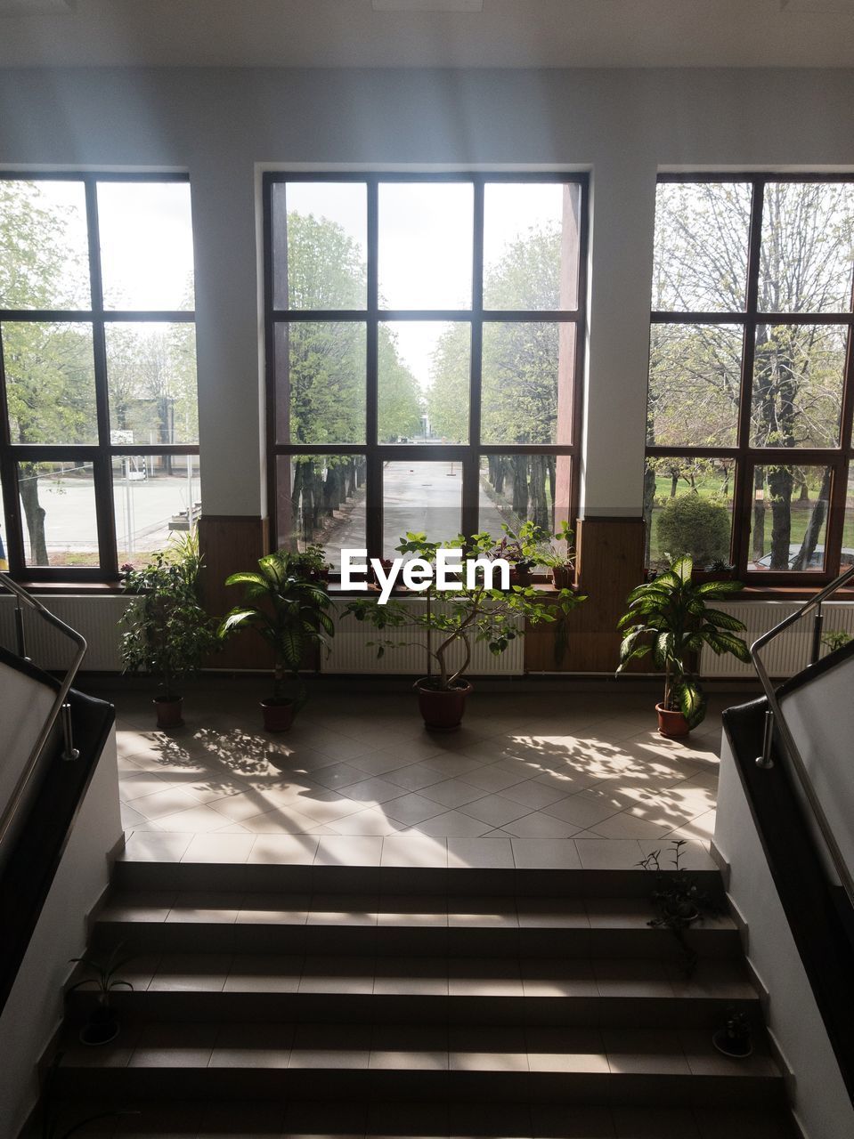 POTTED PLANTS ON WINDOW