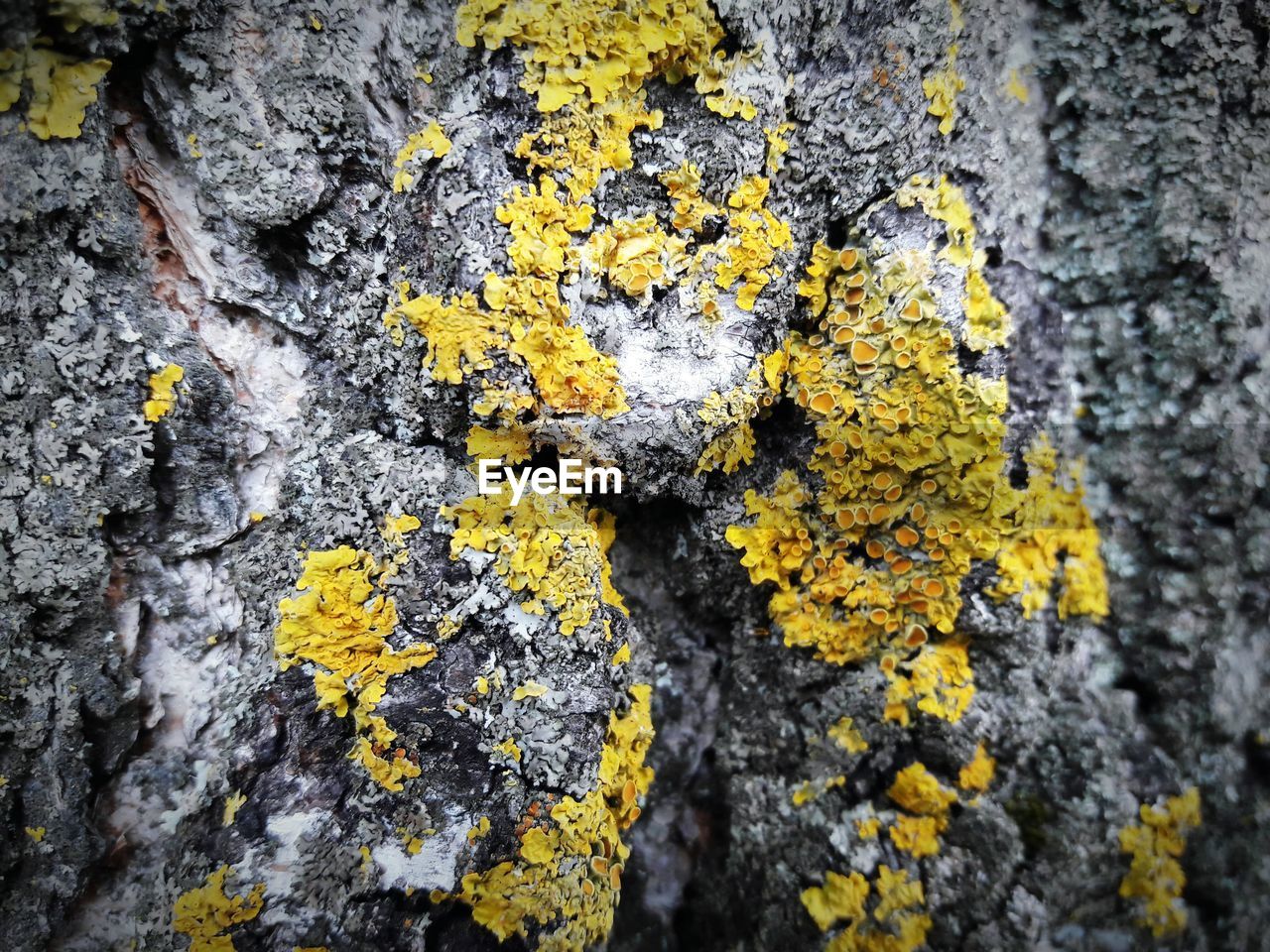 Close-up of lichen on tree trunk