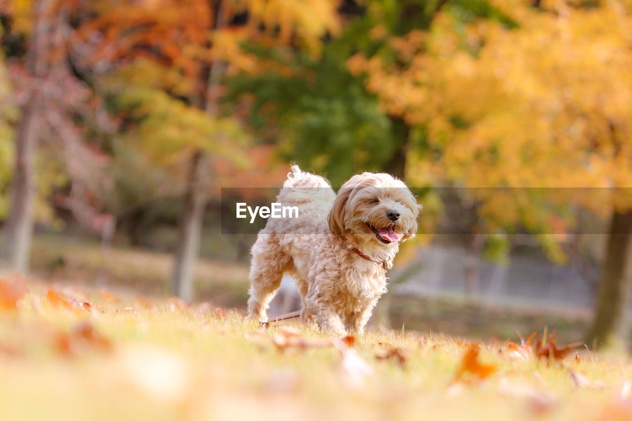 Dog running on field