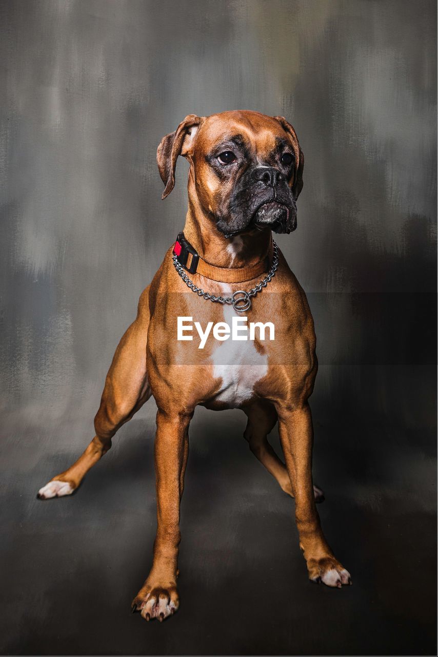 Close-up of dog standing against wall