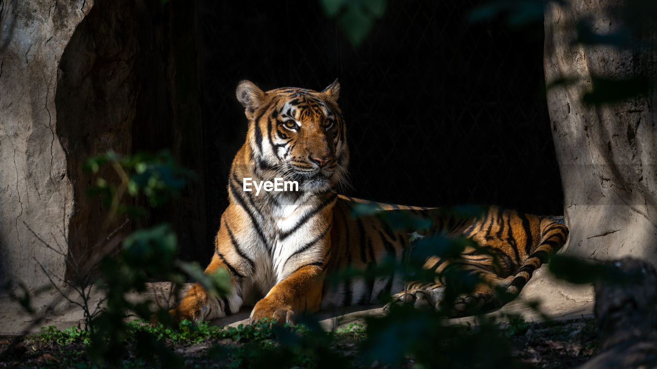 animal, animal themes, feline, animal wildlife, mammal, big cat, cat, wildlife, tiger, one animal, carnivora, nature, tree, felidae, no people, portrait, zoo, looking at camera, jungle, outdoors, forest, animals hunting, pet, carnivore, plant