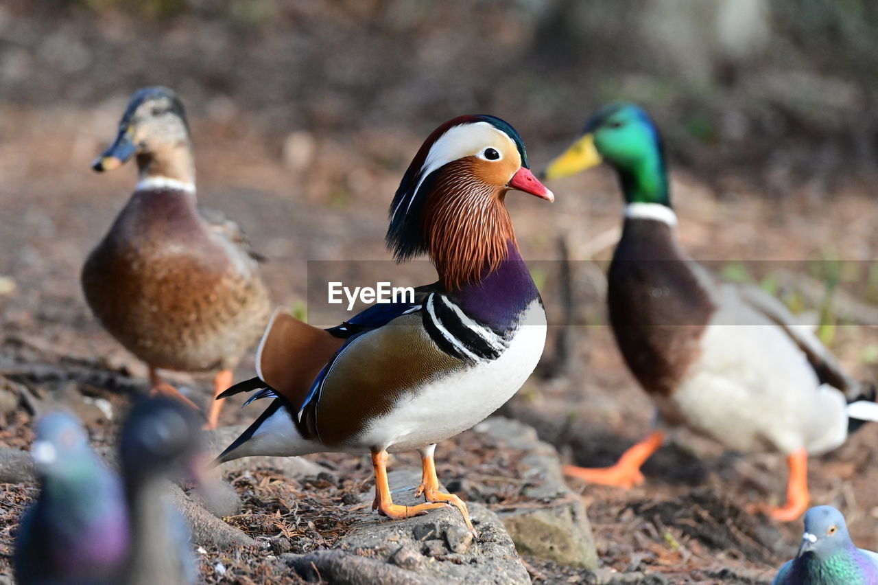 close-up of ducks on field