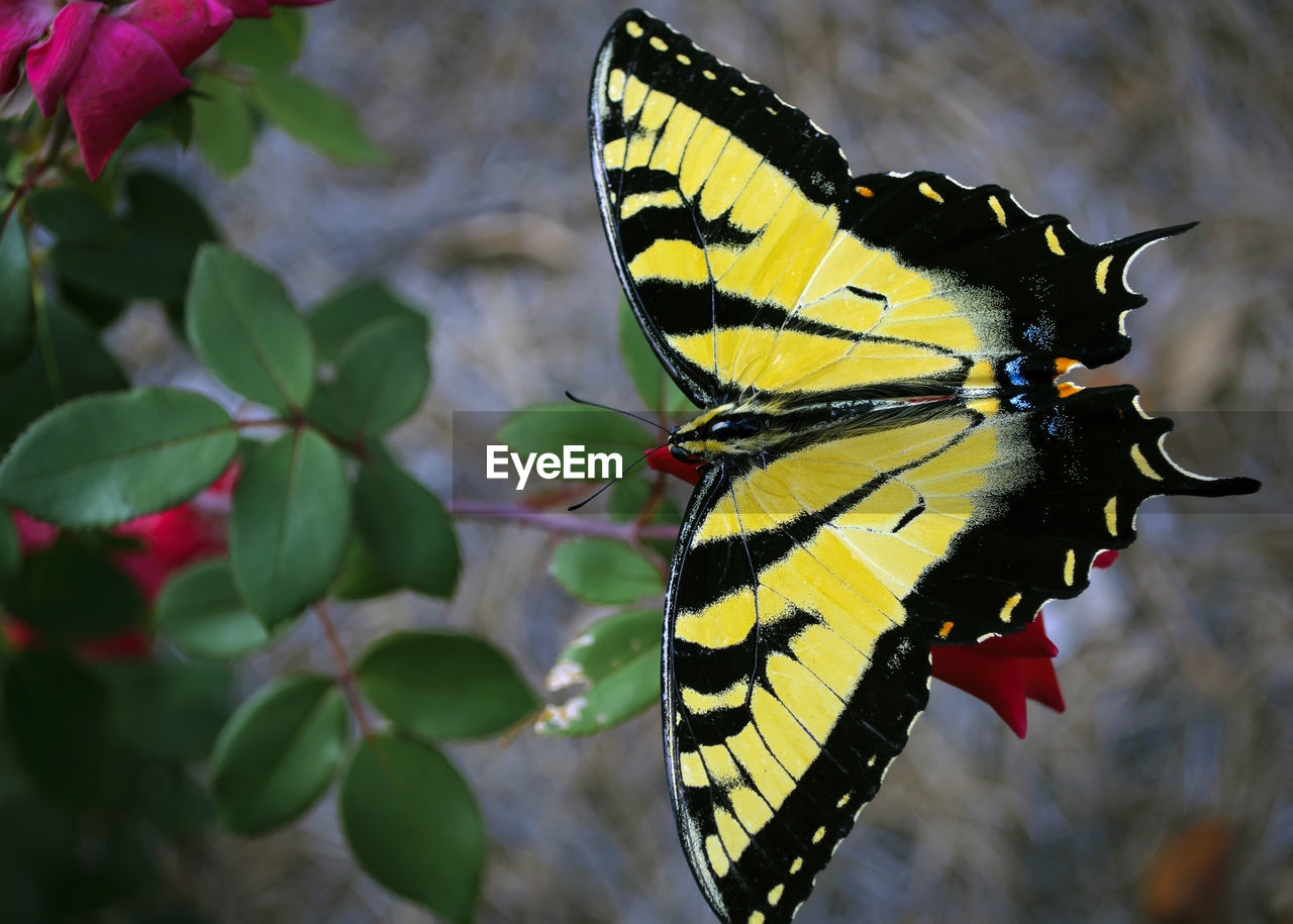 Close-up of butterfly perching on yellow flower