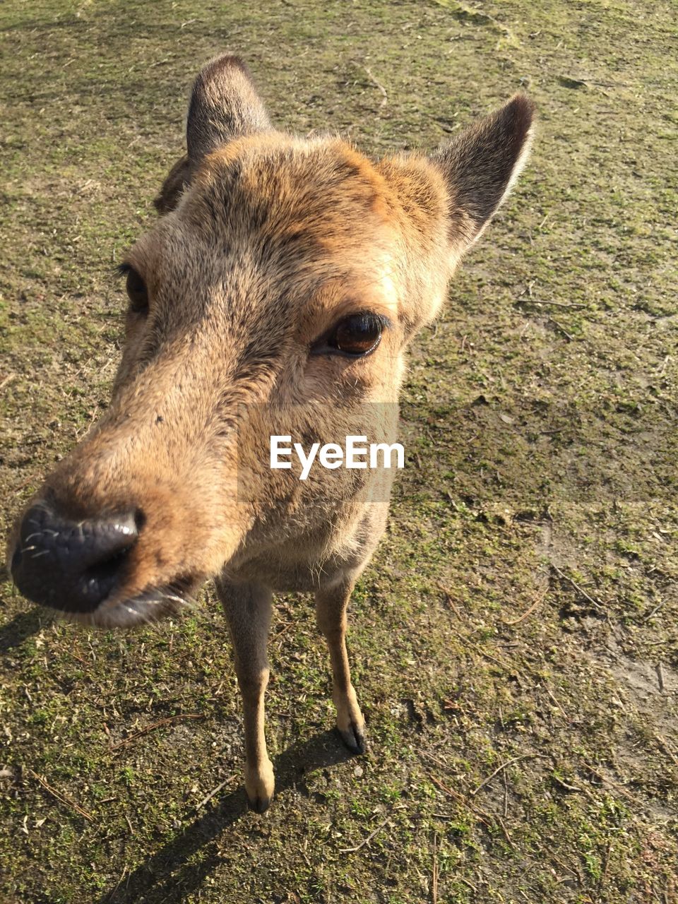 CLOSE-UP PORTRAIT OF GOAT ON FIELD