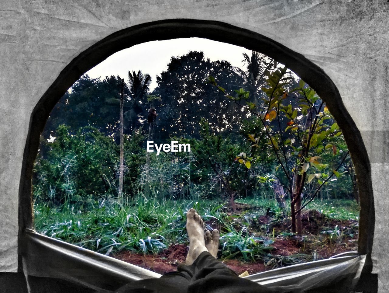 CLOSE-UP OF HORSE BY TREE
