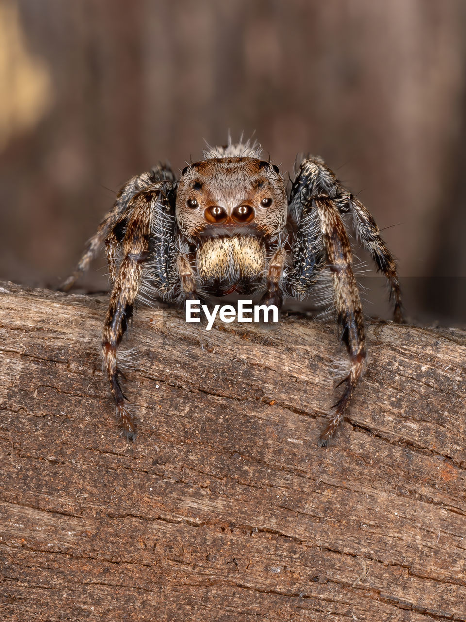 CLOSE-UP OF SPIDER ON WEB