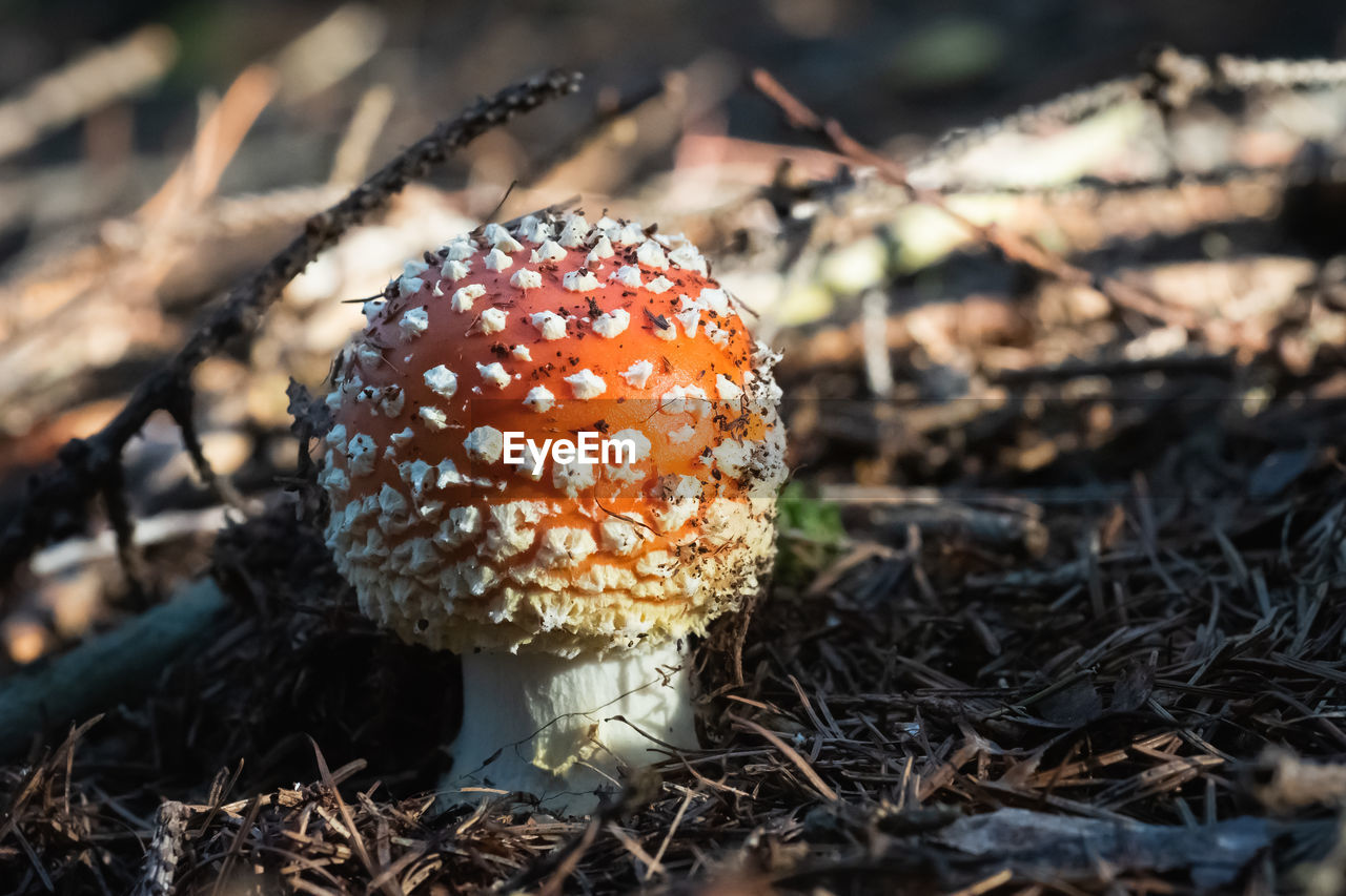 CLOSE-UP OF FLY AGARIC MUSHROOM