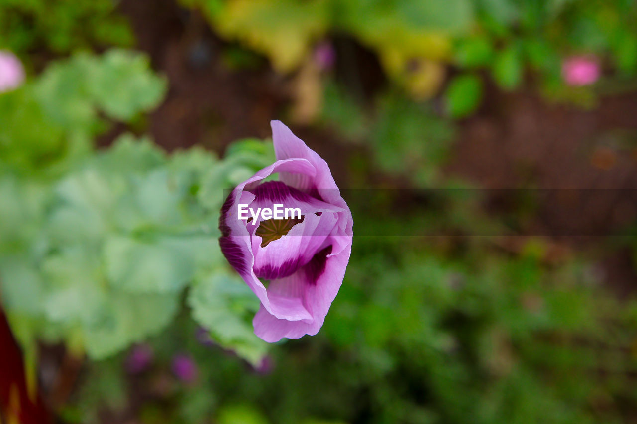 flower, plant, flowering plant, beauty in nature, freshness, nature, close-up, petal, pink, purple, flower head, fragility, inflorescence, leaf, growth, plant part, no people, focus on foreground, macro photography, outdoors, blossom, rose, water, wildflower, springtime, day, magenta, botany