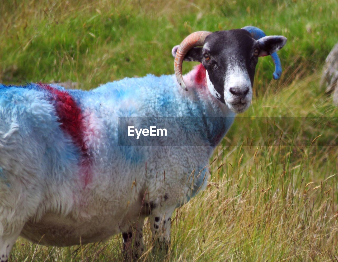 Portrait of sheep standing on field