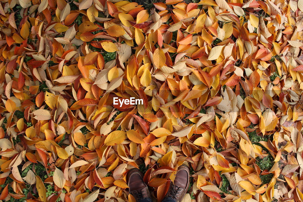 High angle view of person standing on dry leaves