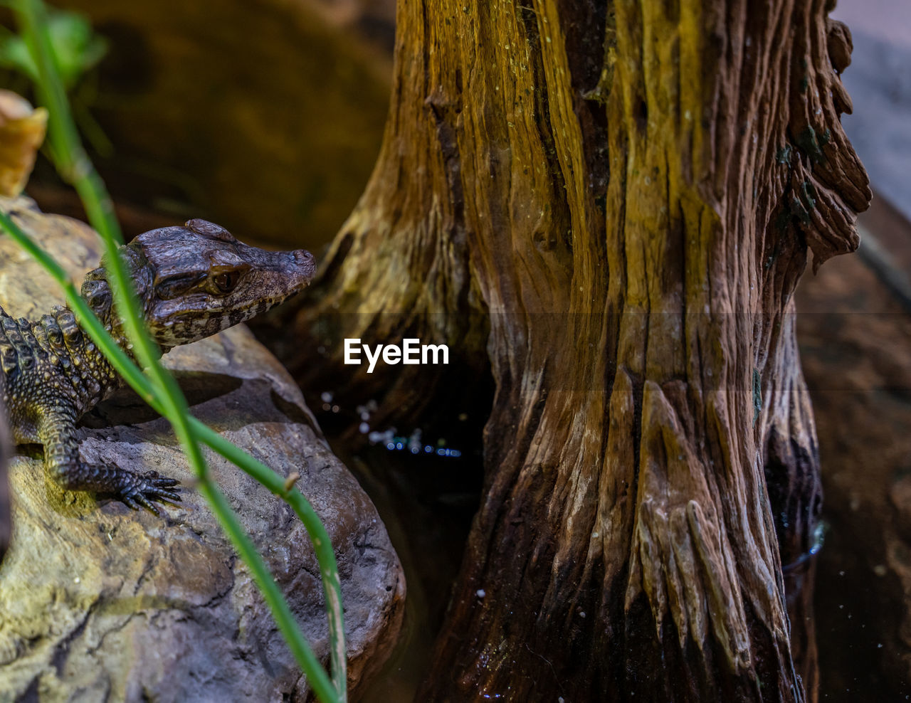 CLOSE-UP OF TREE TRUNK AMIDST PLANTS