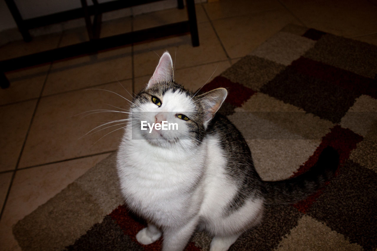 HIGH ANGLE VIEW OF CAT ON FLOOR