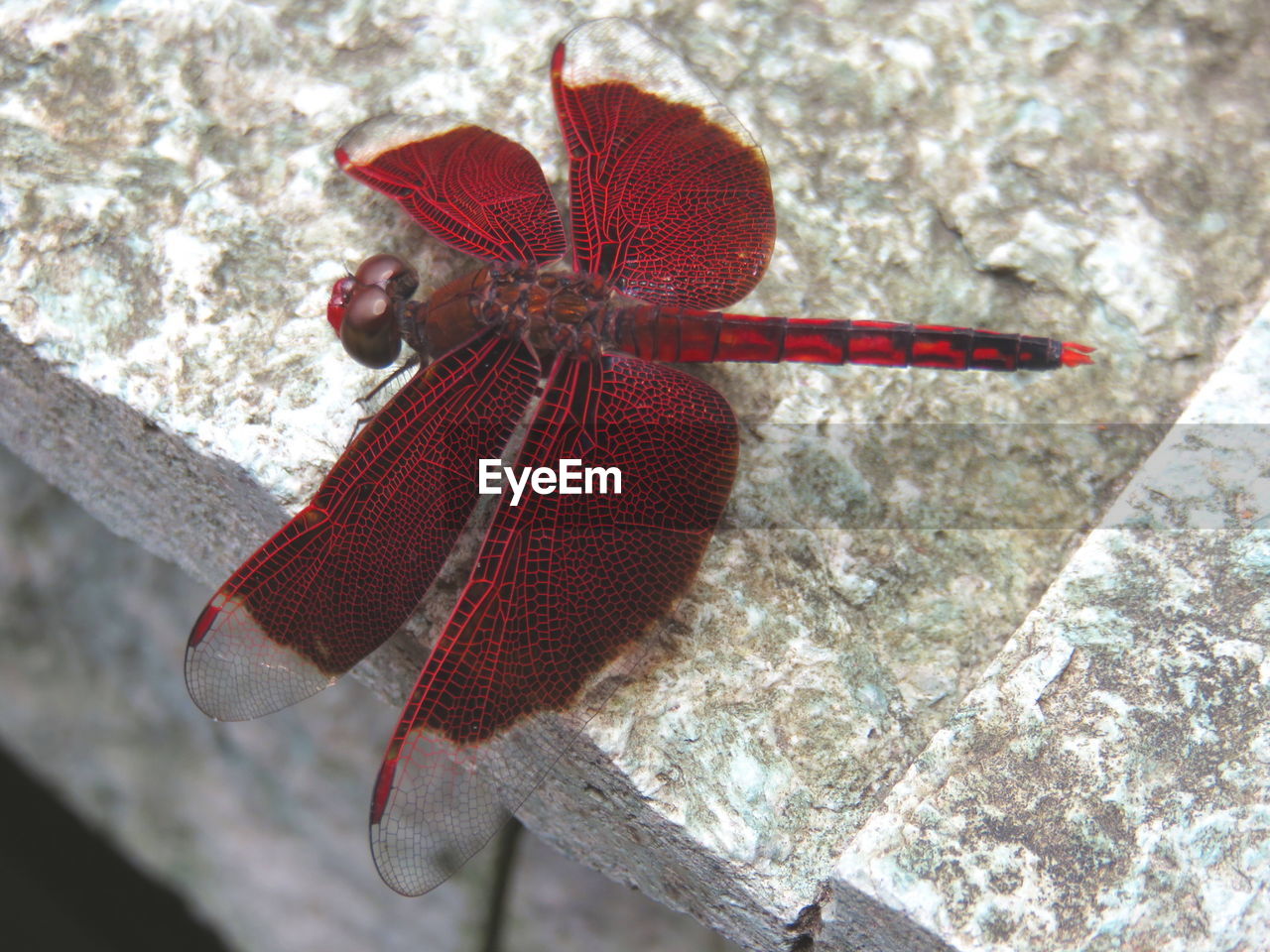 High angle view of red dragonfly on rock