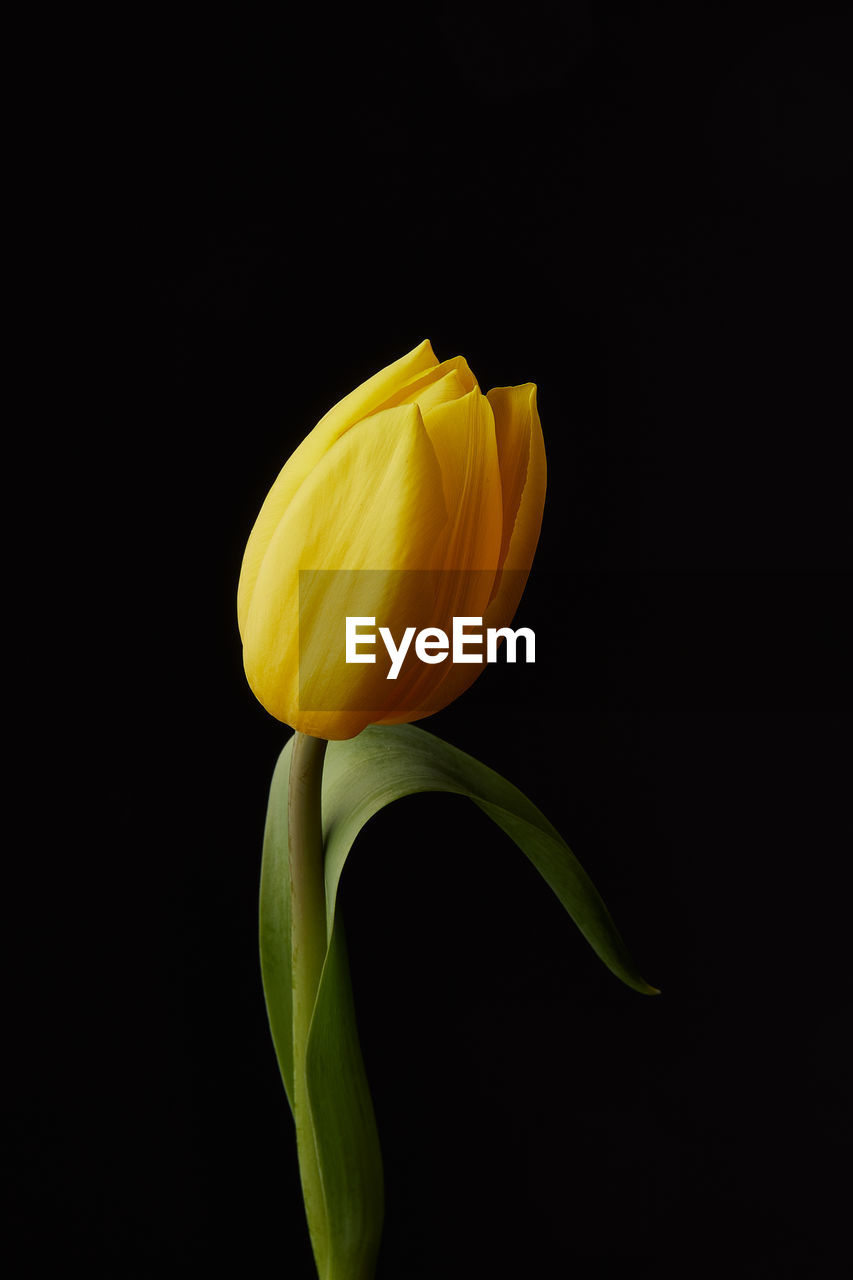 Close-up of yellow tulip flower against black background