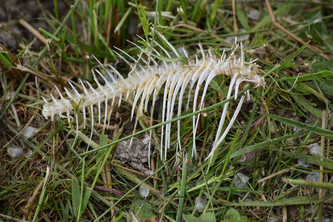 CLOSE-UP OF PLANTS GROWING ON FIELD