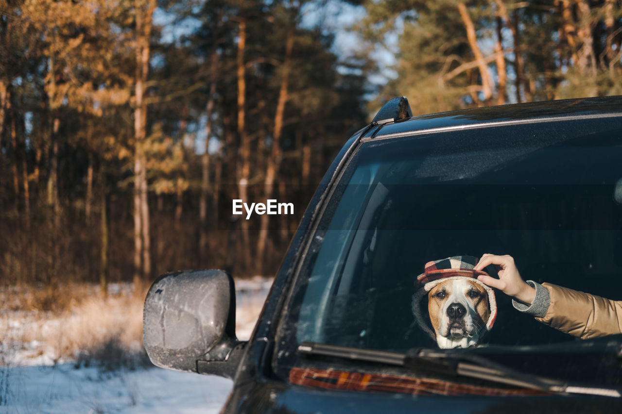 Funny staffordshire terrier sitting in a car, human hand straightening its winter hat.