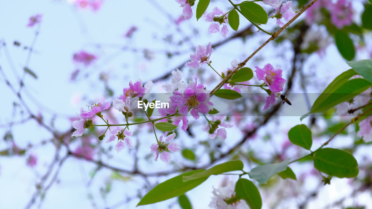 Low angle view of cherry blossoms in spring