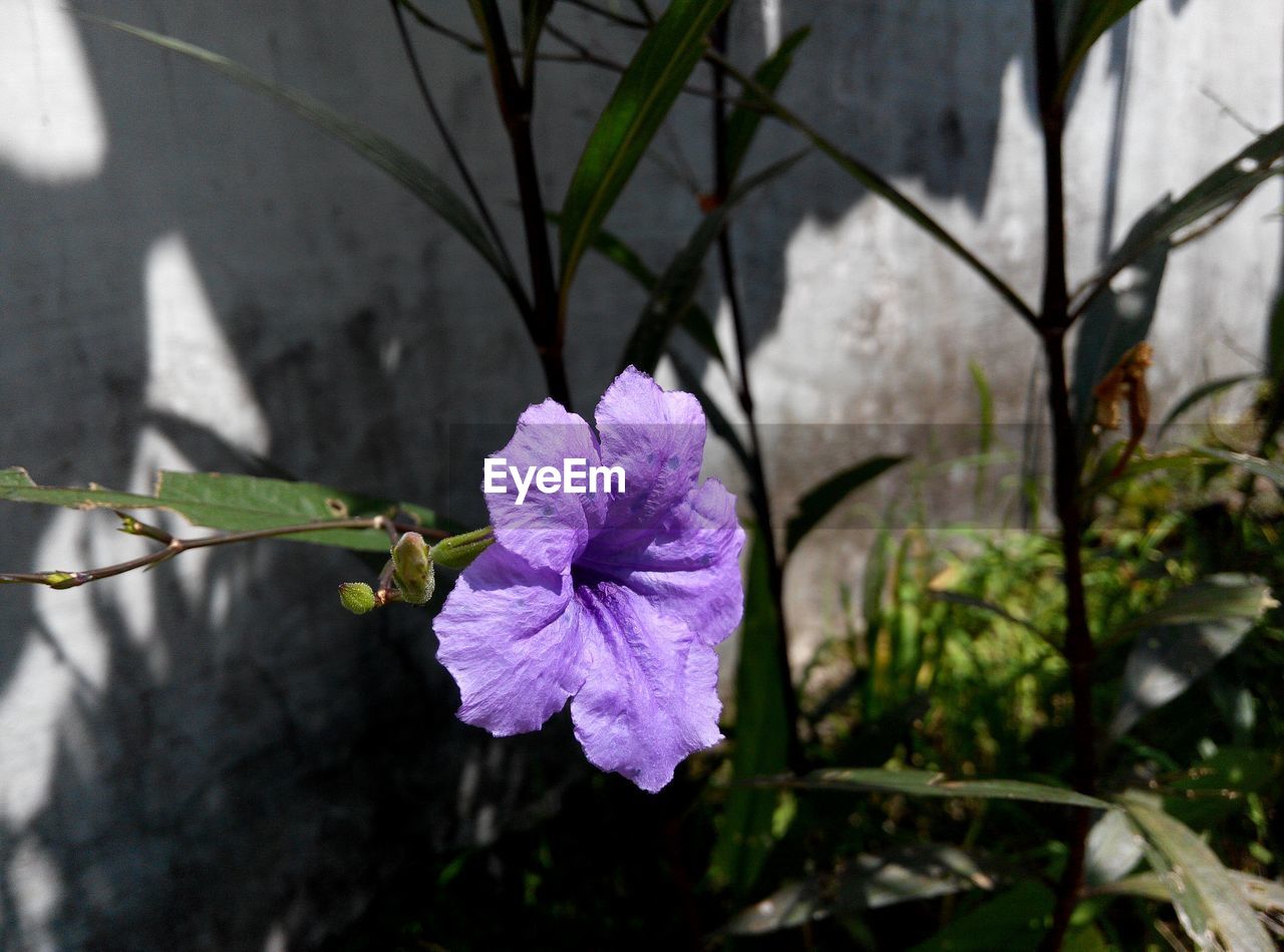 Close-up of petunia blooming in park