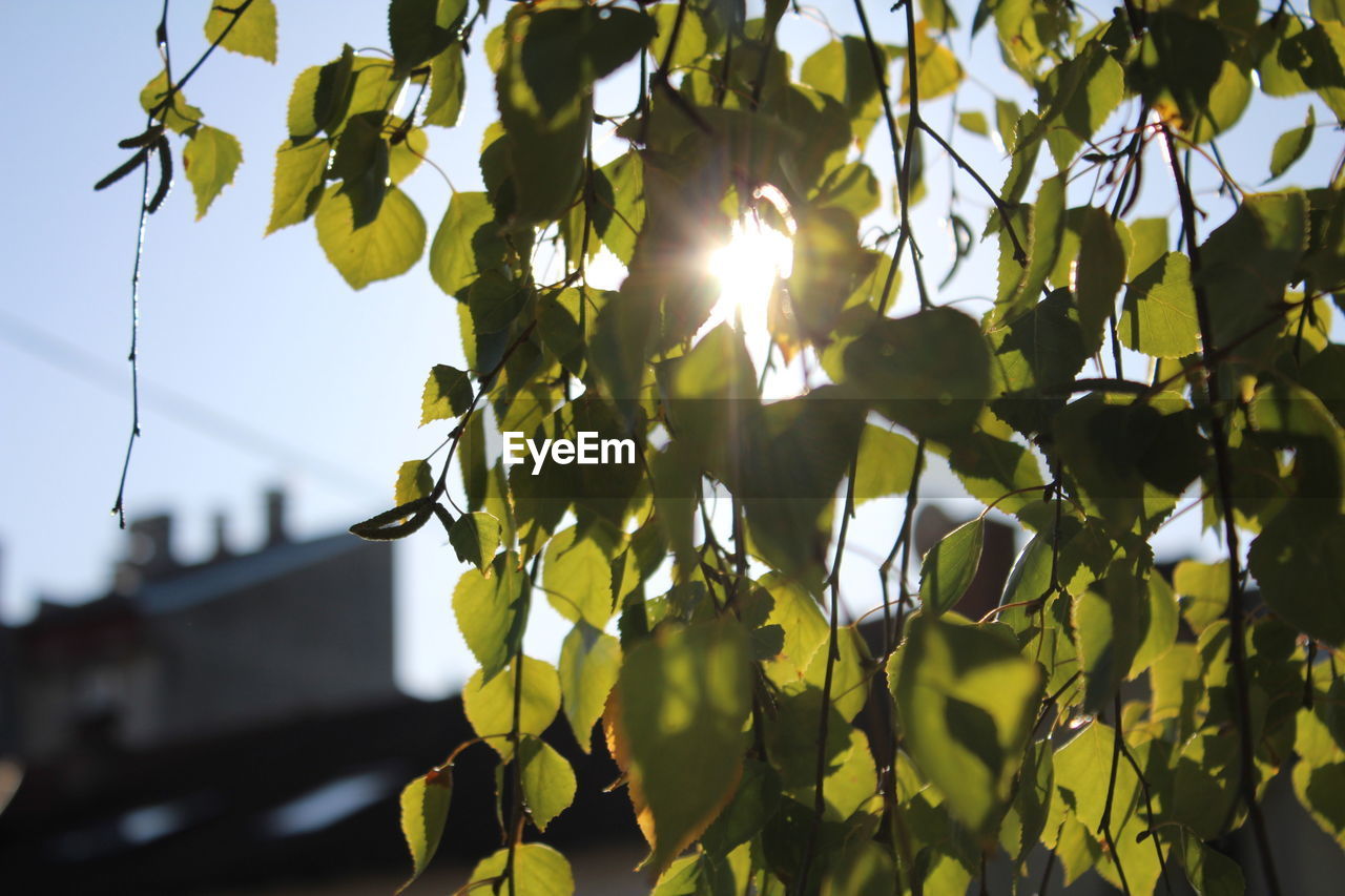 LOW ANGLE VIEW OF PLANT AGAINST SKY