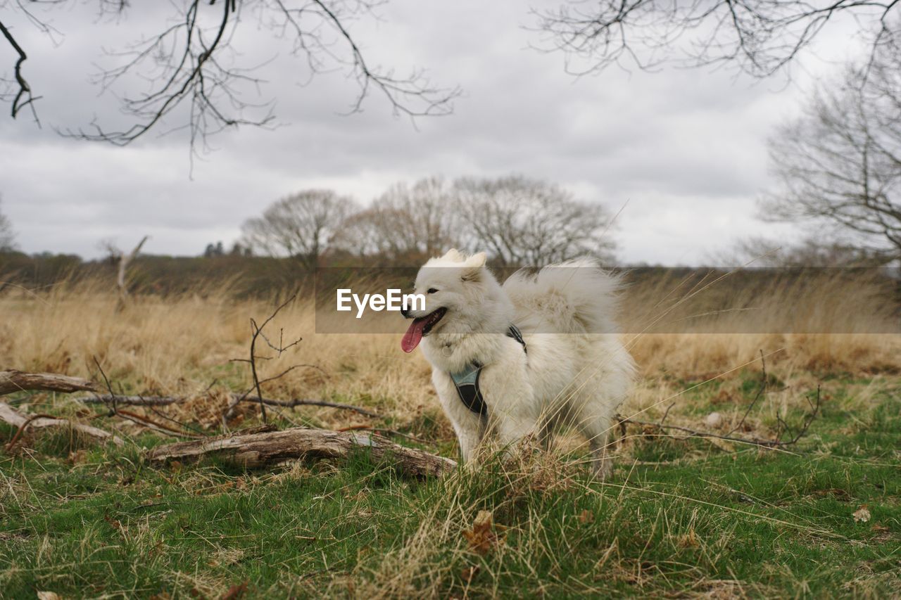 Samoyed in the wild 