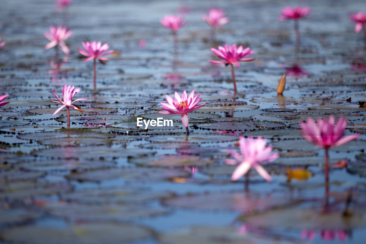 CLOSE-UP OF PINK LOTUS WATER LILY IN LAKE