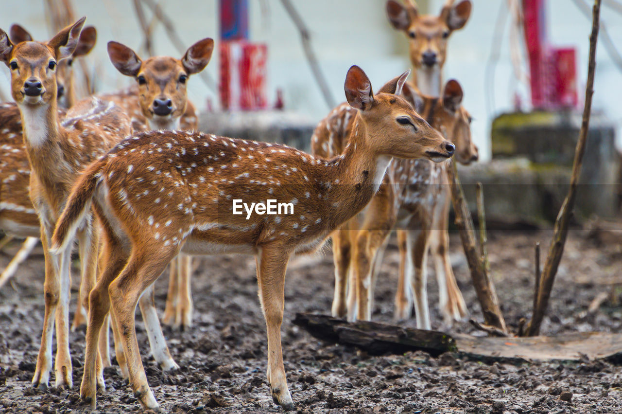 Close-up of deer