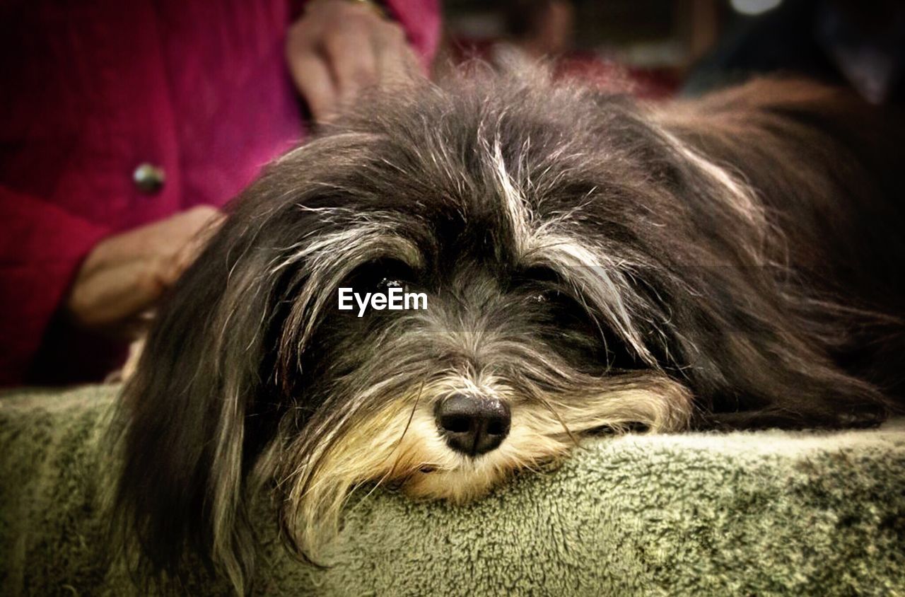 CLOSE-UP OF DOG LOOKING UP