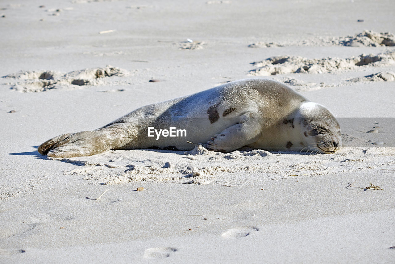 Harbor seal pup at nauset beach, cape cod