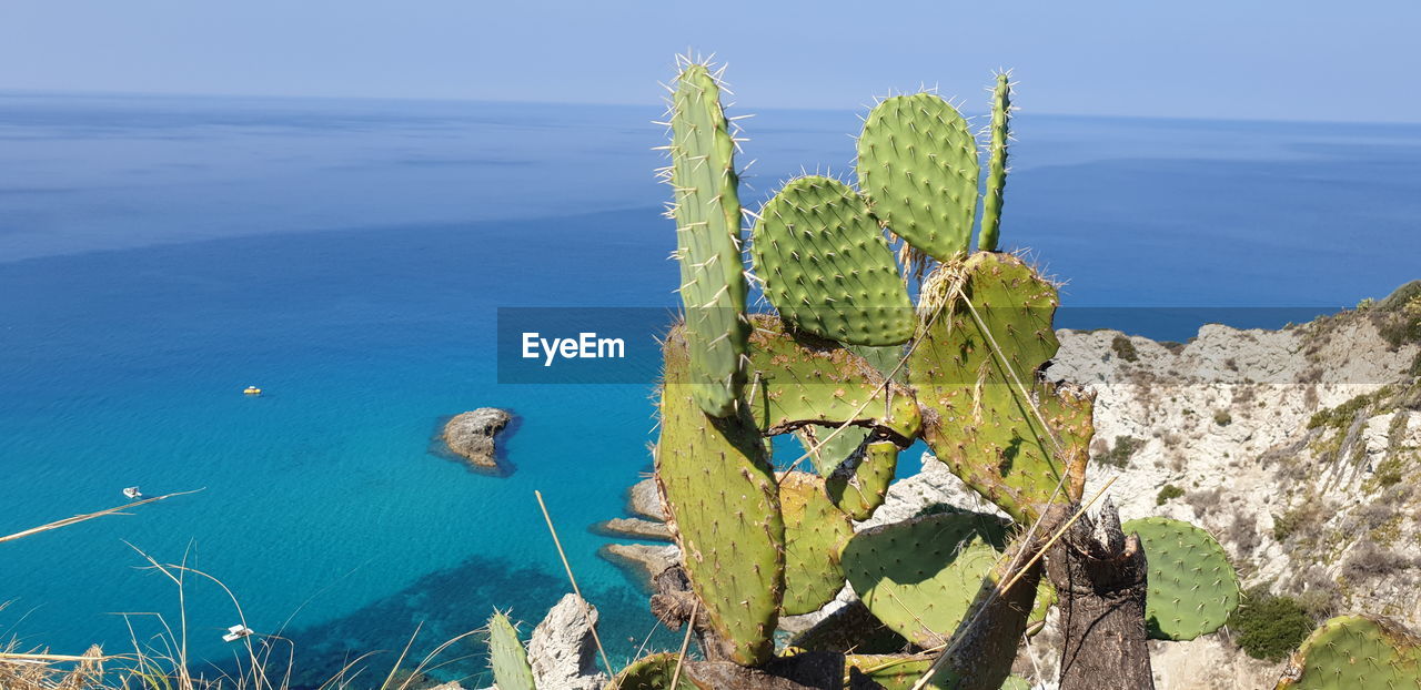 CACTUS PLANT BY SEA AGAINST SKY