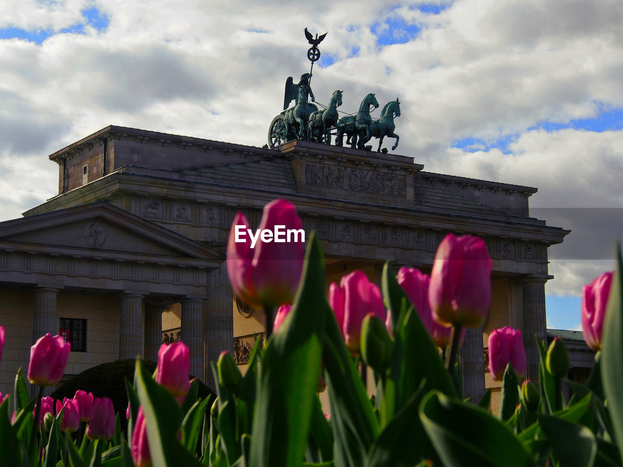 Low angle view of pink tulips blooming by brandenburg gate against cloudy sky