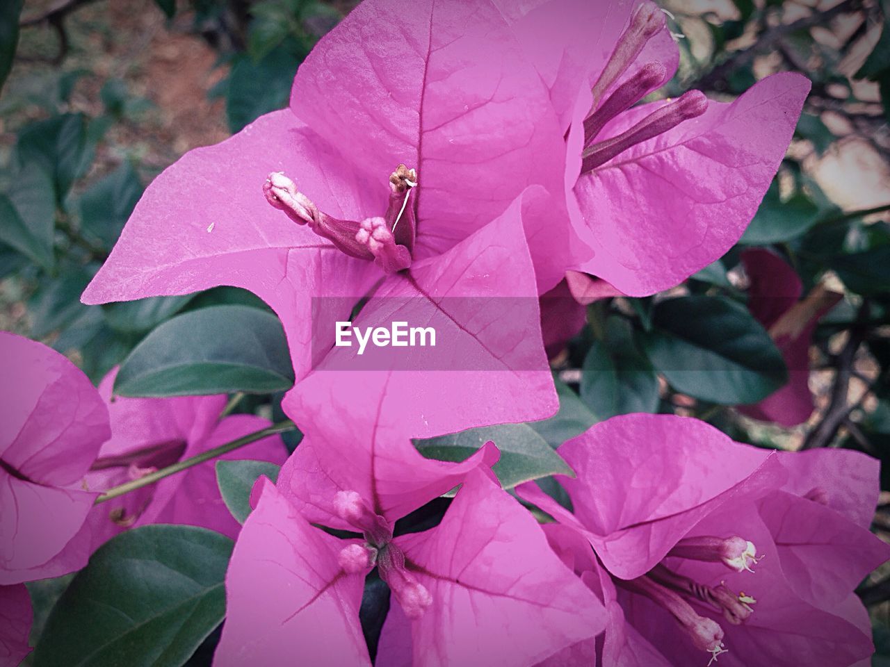 Close-up of pink flower growing on plant