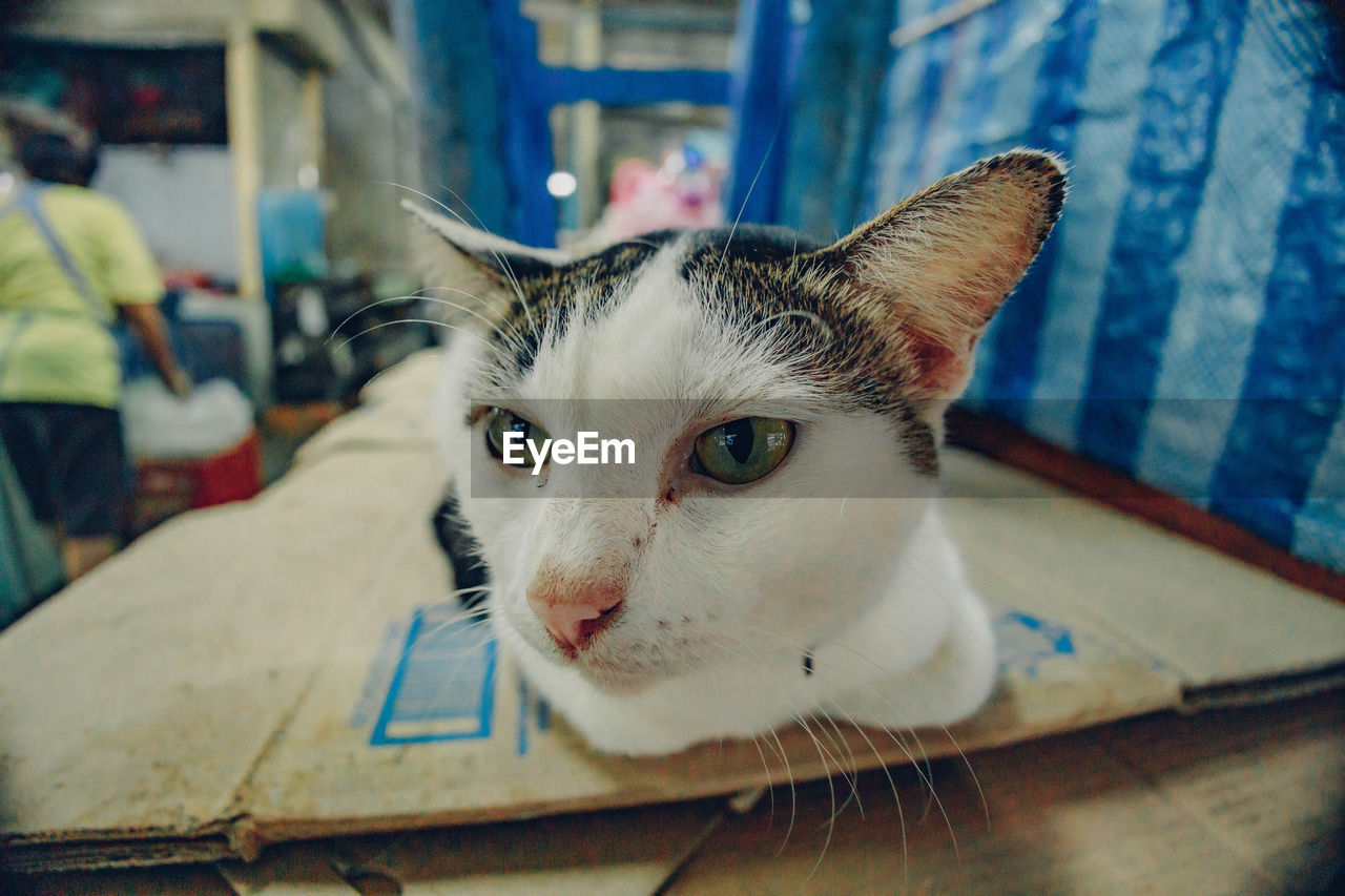 pet, animal, cat, animal themes, domestic animals, mammal, one animal, domestic cat, feline, blue, portrait, small to medium-sized cats, looking at camera, felidae, focus on foreground, whiskers, animal body part, indoors, no people, close-up, kitten, looking, animal head, eye
