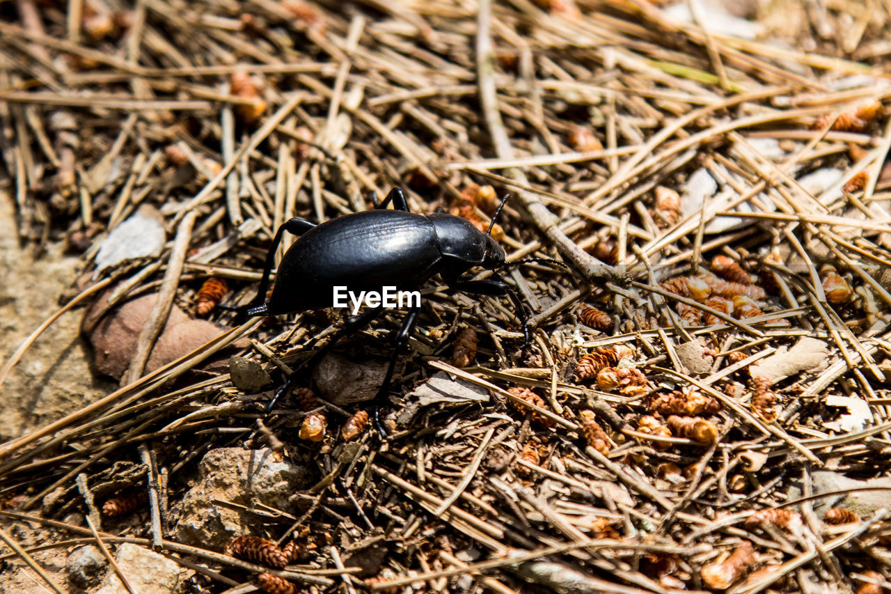 CLOSE-UP OF INSECT ON WOOD