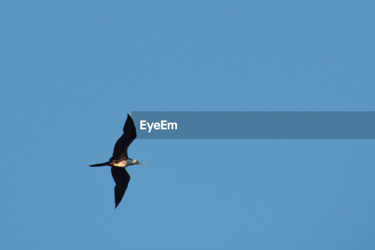 LOW ANGLE VIEW OF BIRD FLYING AGAINST BLUE SKY