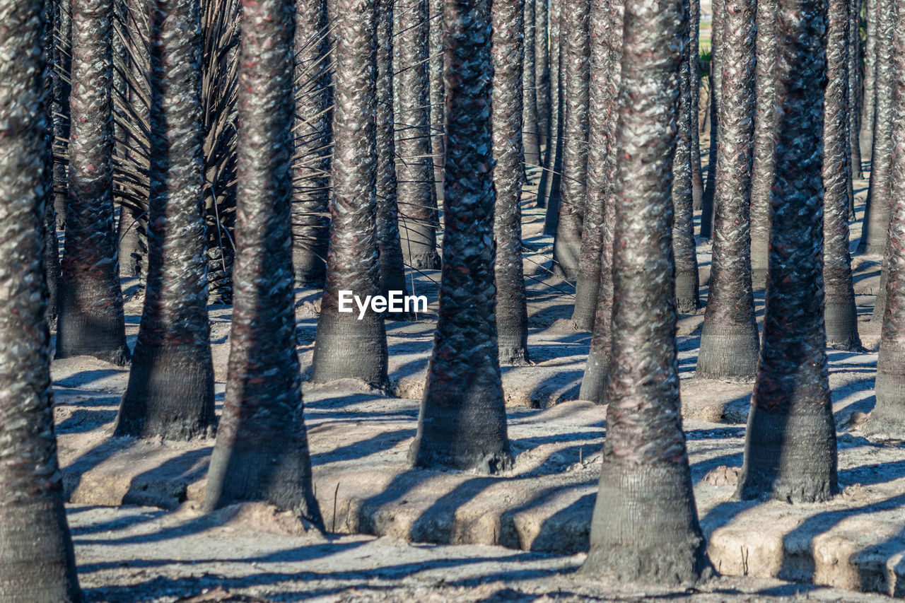 Full frame view of burnt palm tree trunks