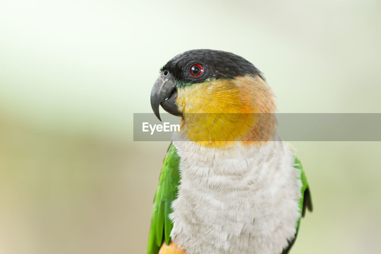 CLOSE-UP OF PARROT
