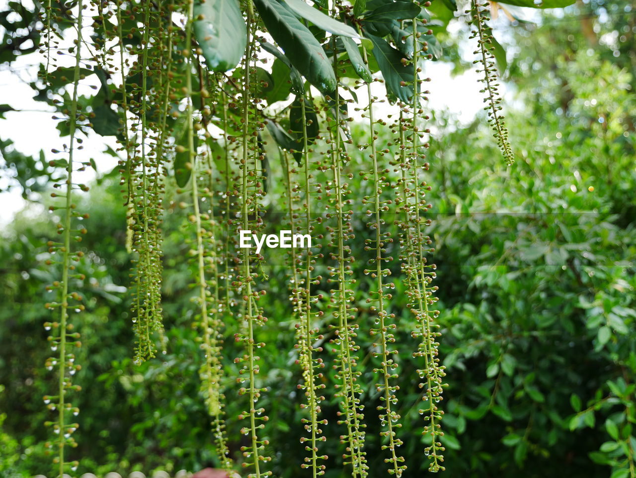 Close-up of plants growing in forest