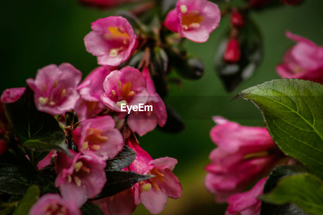 Close-up of pink flowers