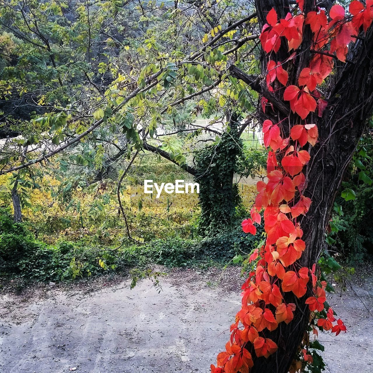 CLOSE-UP OF RED LEAVES ON TREE