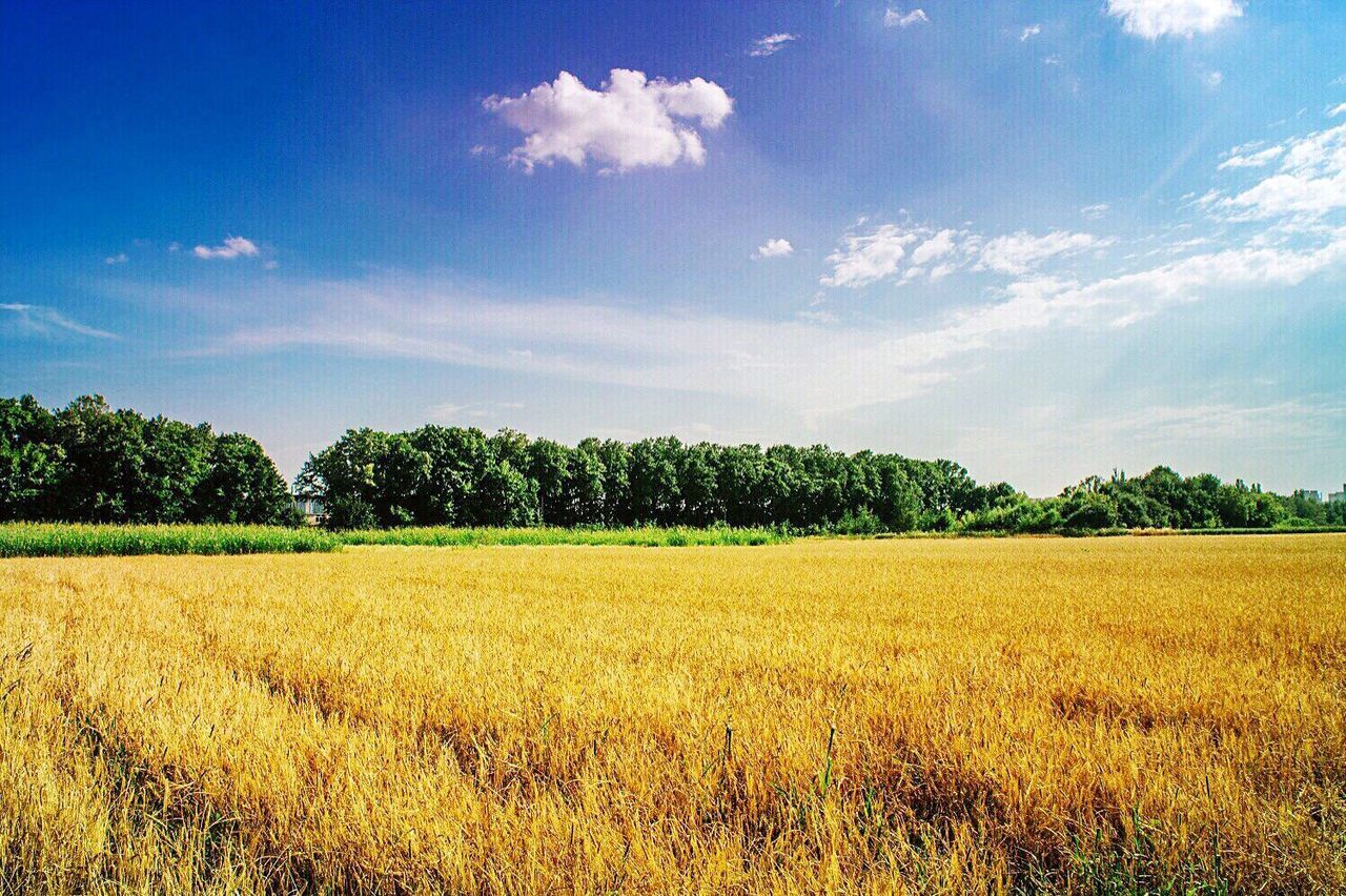 SCENIC VIEW OF RURAL LANDSCAPE