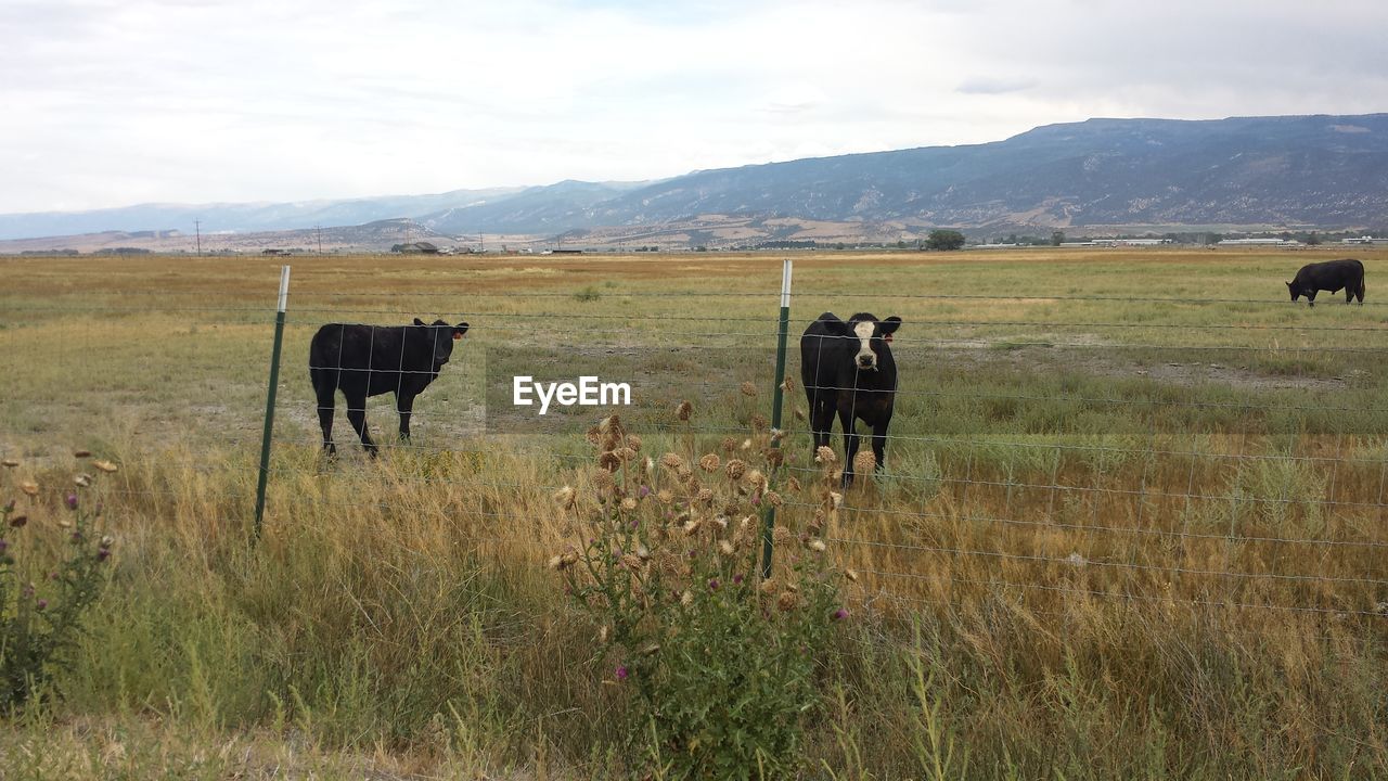 SCENIC VIEW OF GRASSY FIELD