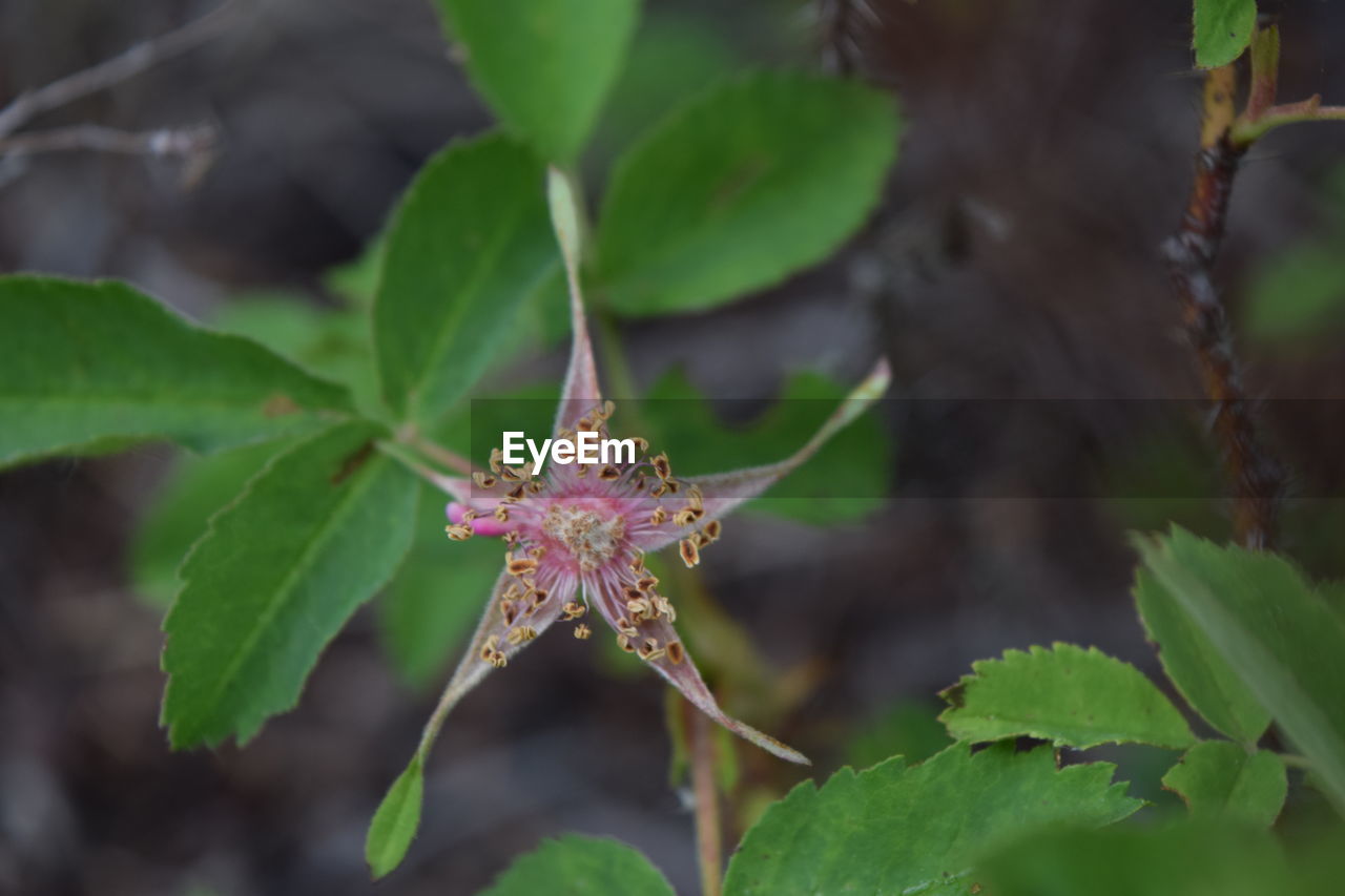 CLOSE-UP OF INSECT ON GREEN FLOWER