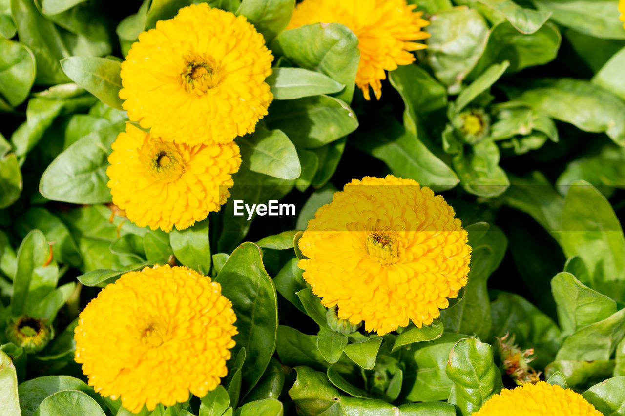 Close-up of yellow flowering plant