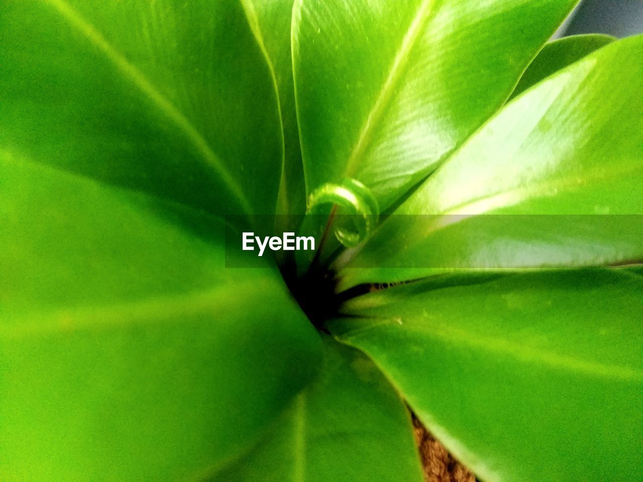 FULL FRAME OF GREEN LEAVES