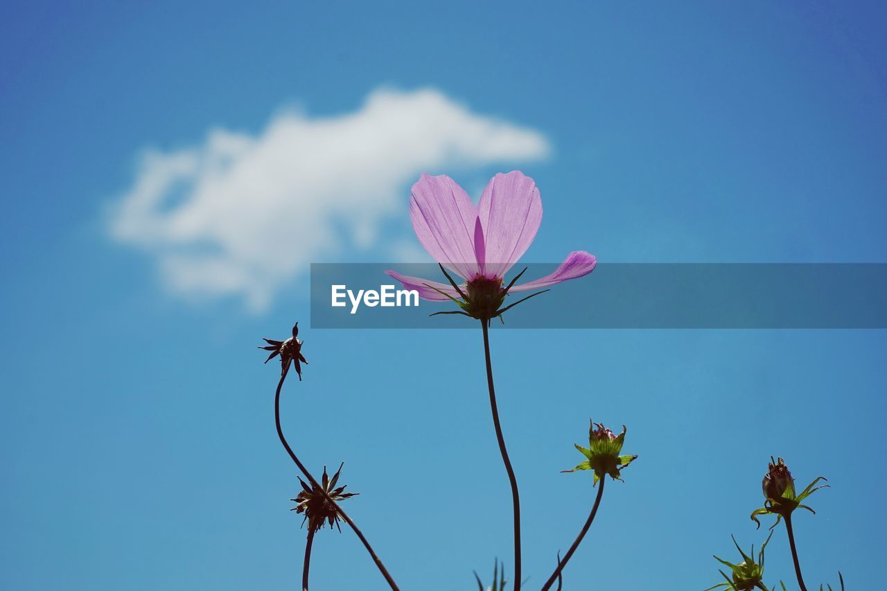 LOW ANGLE VIEW OF FLOWERS AGAINST SKY