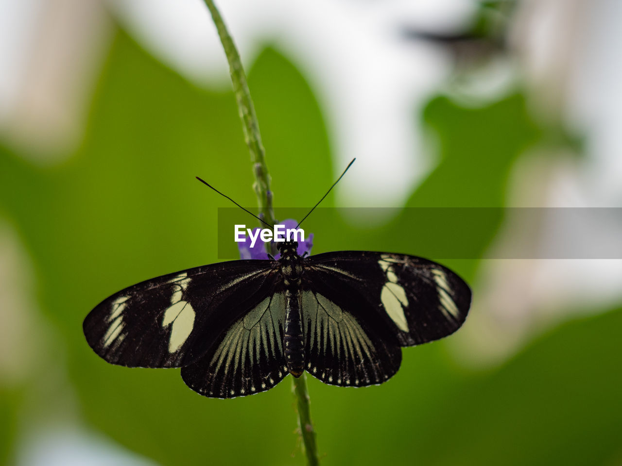 BUTTERFLY POLLINATING FLOWER