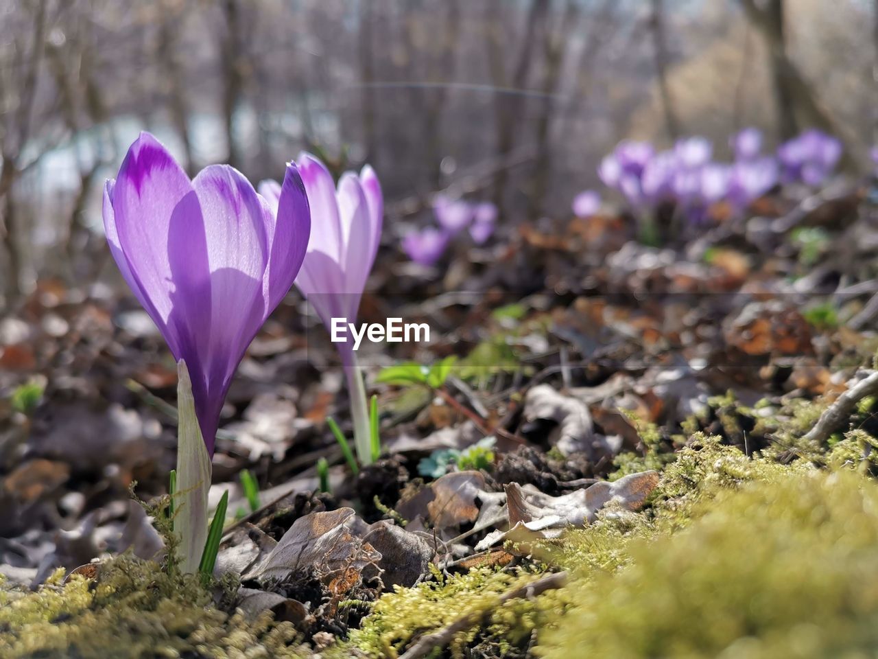 Close-up of purple crocus flowers on field