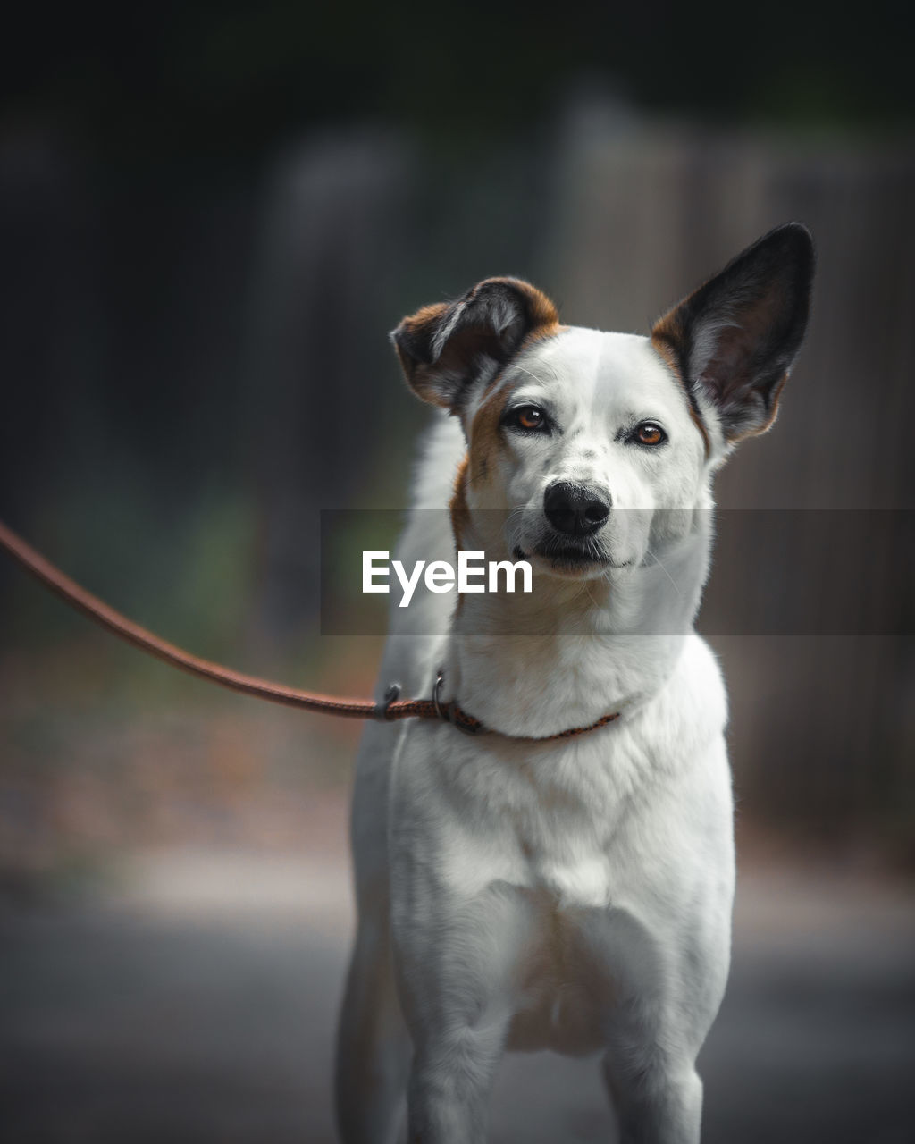 Portrait of dog standing outdoors