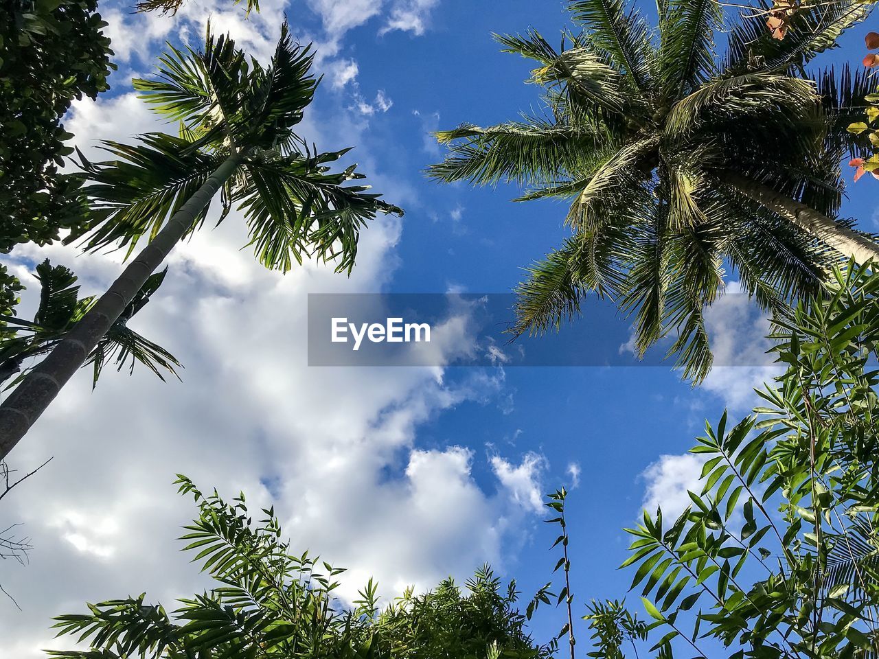 LOW ANGLE VIEW OF PALM TREES AGAINST SKY