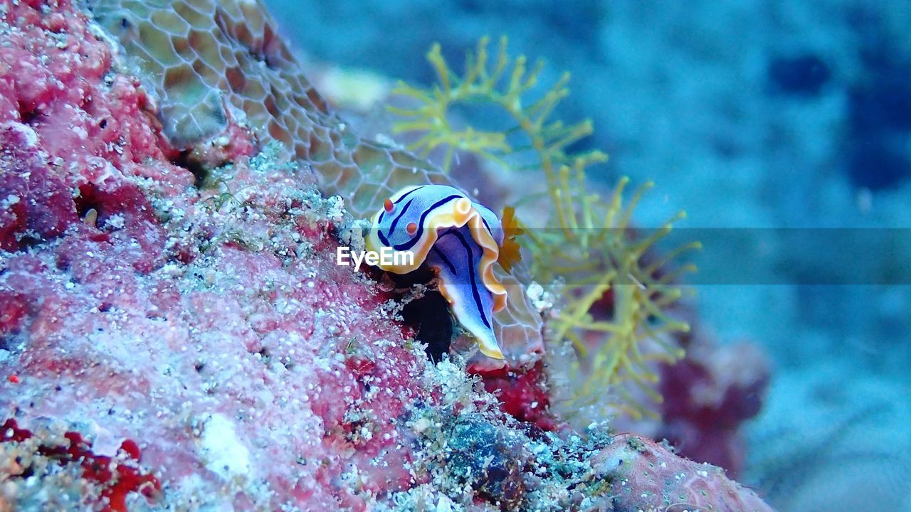 Close-up of nudibranch 